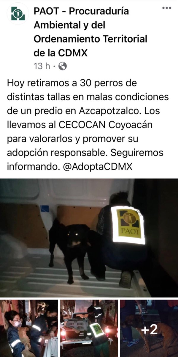 MundoPatitas's tweet photo. #Video Sin protocolos de actuación/seguridad,sin jaulas suficientes,con perros escapando o cayendo de la azotea durante el “rescate” y dejando animales a los maltratadores,así fue el pésimo operativo anoche de @PAOT #AsiNo https://t.co/9cp4hPWxZE @c4jimenez @JerrxG13 @MrElDiablo8 https://t.co/sl6T3w1lz8