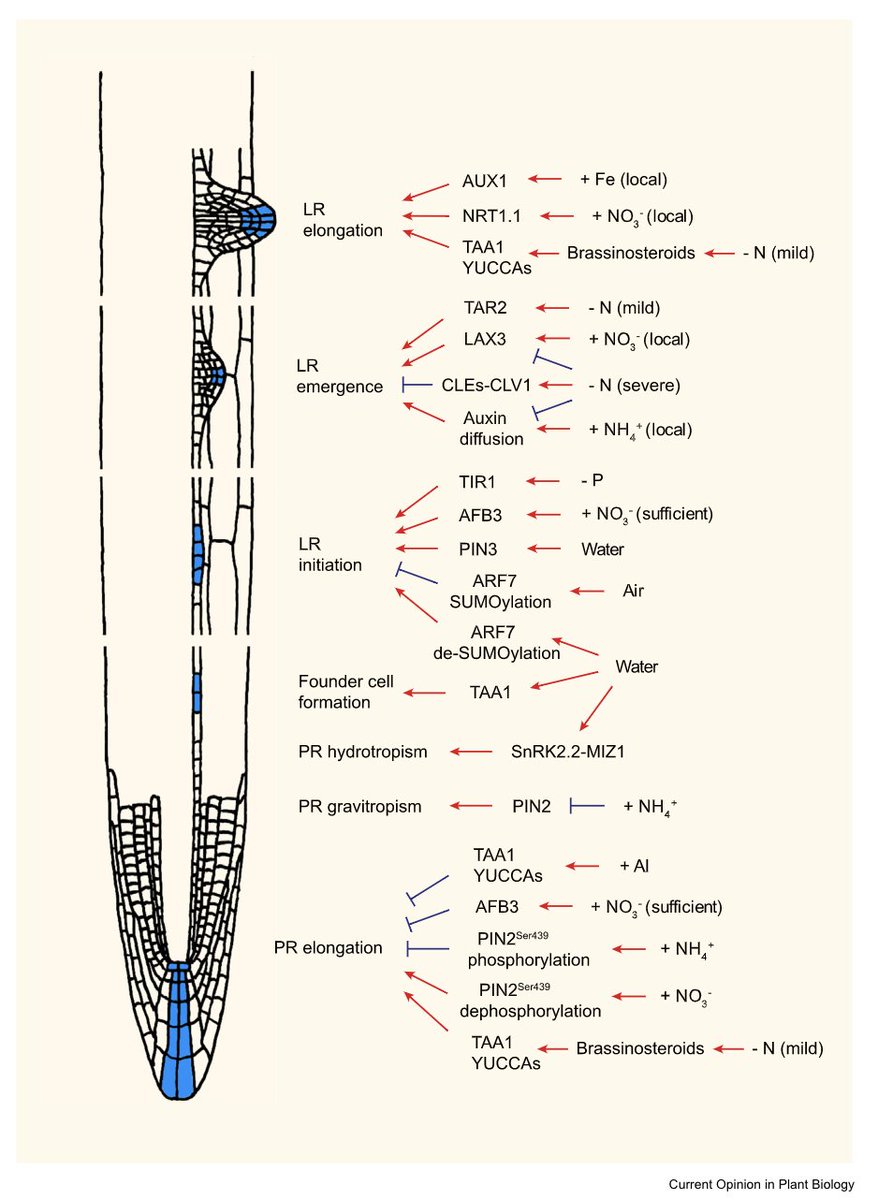Nice review by Nico Von Wiren lab on Nutrient/Water/auxin cross-talks. 
sciencedirect.com/science/articl…