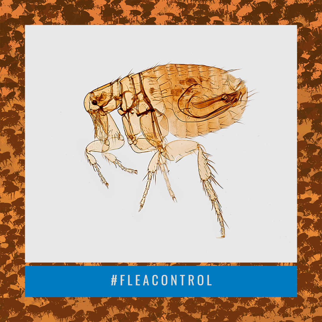 StatePestAROK's tweet photo. Adult fleas spend most of their time on the dog or cat, not in the carpet. This is why the treatment of the pet is an essential step in ridding a home of fleas.
Learn more: https://t.co/YppCQx8pa2
#StatePestControl #FleaControl #PestControl https://t.co/zC0iLaNTKf