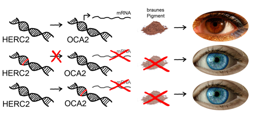 преобладающий цвет глаз. цвет глаз с вкраплениями. генетическое наследование цвета глаз. тамбшица генов цвета глаз. цвет глаз.