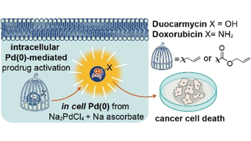 angew_chem's tweet photo. Controlled In-Cell Generation of Active Palladium(0) Species for Bioorthogonal Decaging @gbernardes_chem @ValerioSabatin4 https://t.co/r3JGtS2MOR https://t.co/kHE1NWfVwd