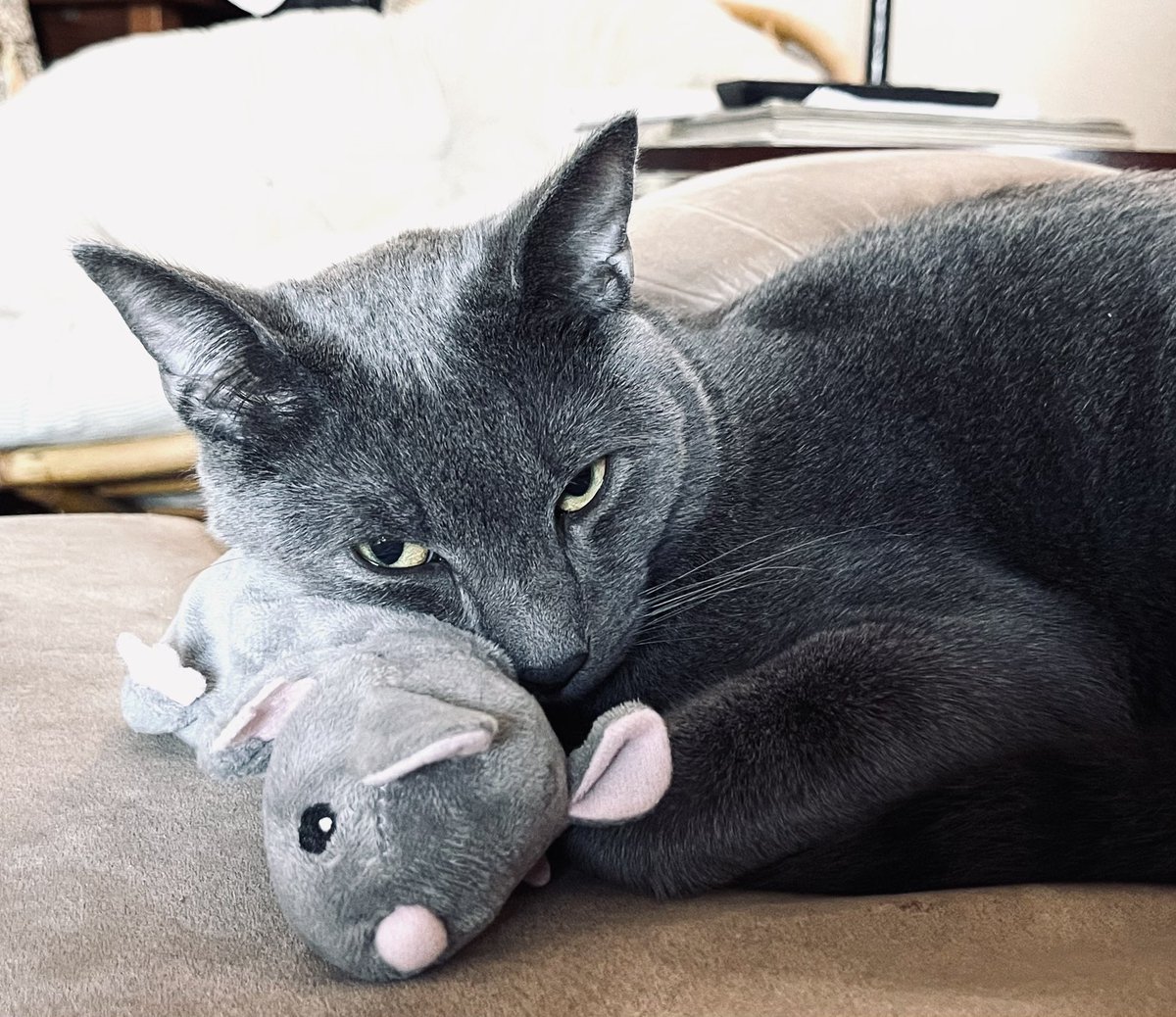 Jellyman tweet media