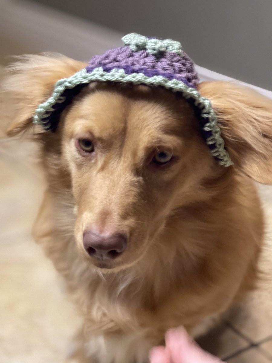 Fleabert18's tweet photo. @bunsenbernerbmd #HatFriendDay https://t.co/3W4Q4GQ1CG