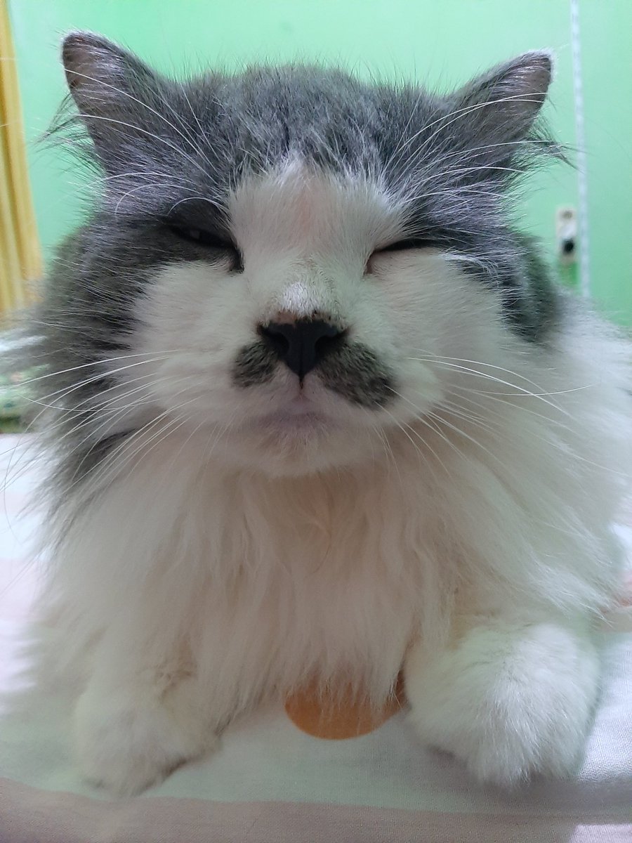 scarlettccha's tweet photo. Adek adek berbulu kuuu 😽 https://t.co/6whmiKsFFx