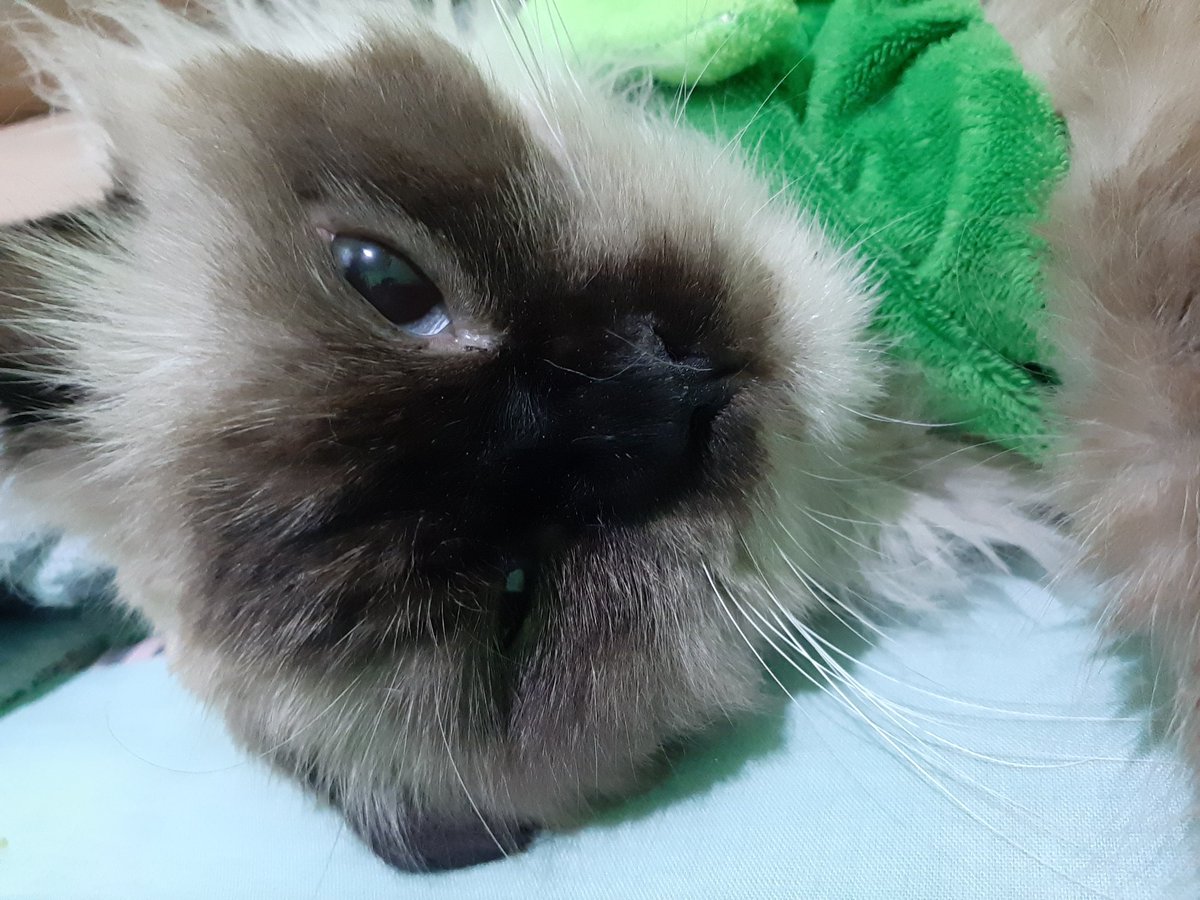 scarlettccha's tweet photo. Adek adek berbulu kuuu 😽 https://t.co/6whmiKsFFx