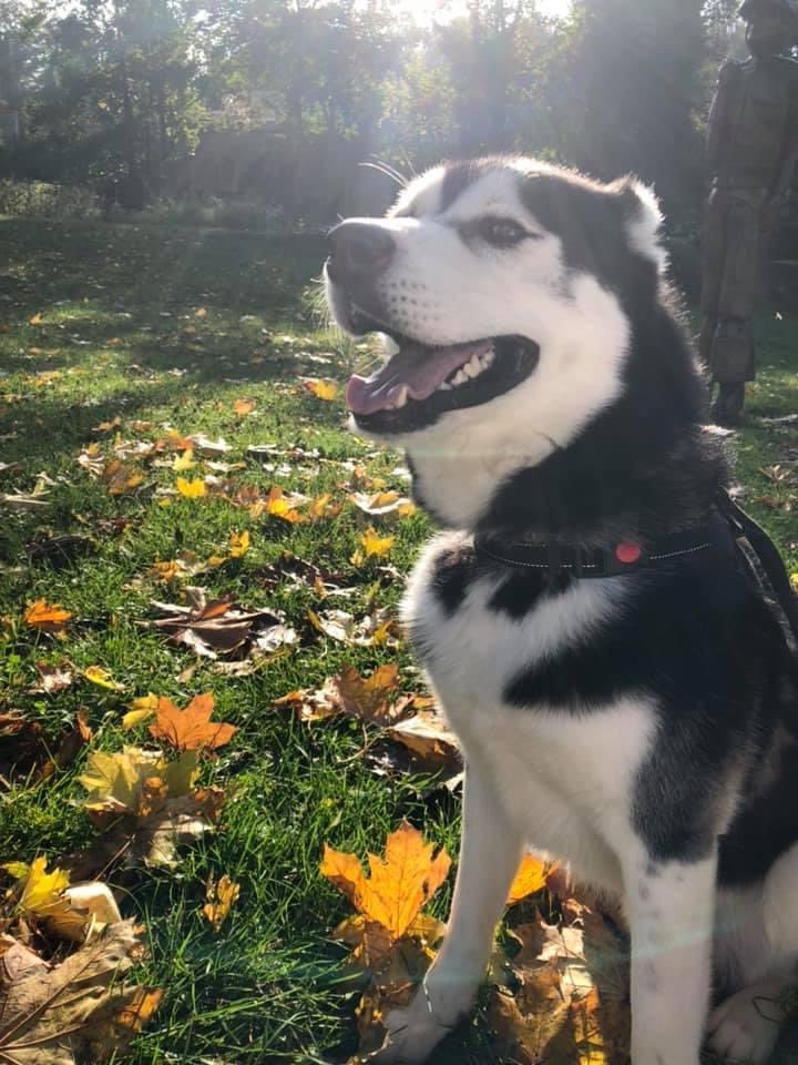 AmieTheGamer's tweet photo. I love seeing Koda being happy in a new home but it destroys me that he’s not with me. I want my Kodes back 😭 https://t.co/1QmTucL9xe
