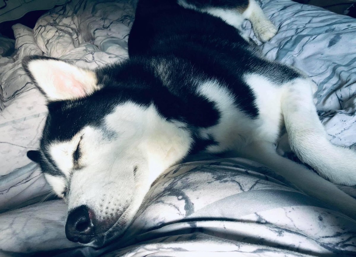 AmieTheGamer's tweet photo. I love seeing Koda being happy in a new home but it destroys me that he’s not with me. I want my Kodes back 😭 https://t.co/1QmTucL9xe
