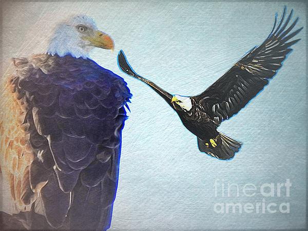 KathyGail2's tweet photo. New artwork for sale! - "Bald Eagles Sitting And Soaring" - https://t.co/Pl5R51xfm9 @shoppixels https://t.co/NRfXn1yiYu