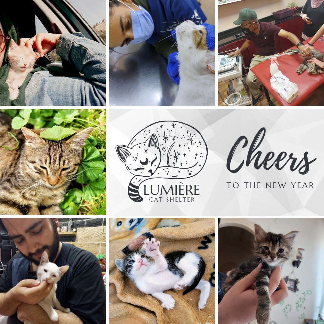 2021, what a year!
We rescued 100+, treated 70+, and vaccinated 150+ cats. This would've not been possible without the support and donations of the #90dayfiance fanbase. You helped us make a difference for the cats of Jordan during these trying times. 
I can't thank you enough!