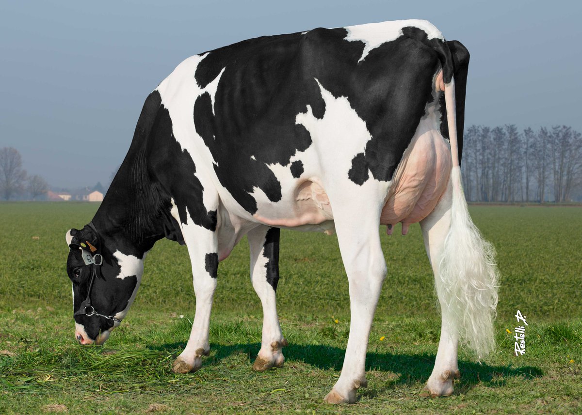 AltaGeneticsUK's tweet photo. 🔥Proven Star🔥
Proven Elite Sire Fertility
Elite Global Sire
Alta ZAREK
#Happycustomers #conceptplus https://t.co/wpt9fKKgIB