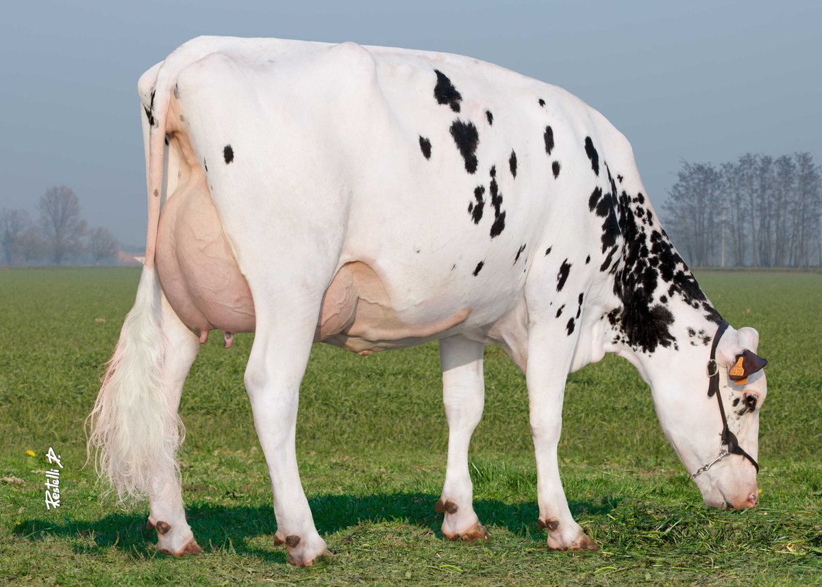 🔥Proven Star🔥
Proven Elite Sire Fertility
Elite Global Sire
Alta ZAREK 

#Happycustomers #conceptplus
