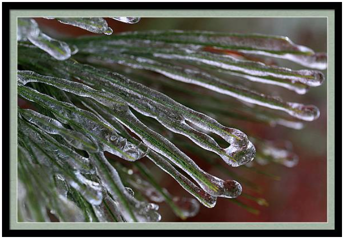 marybedy's tweet photo. Icy Dream of Pines 2 122621
https://t.co/VE2Z4wXHNa
#pinetree #pineneedles #icestorm #winterice #marybedy https://t.co/OqM07mXjsS
