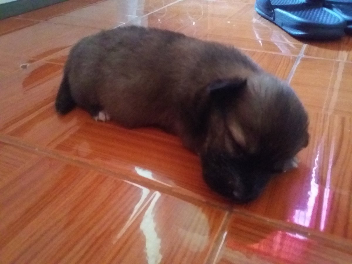 sponge_hashi's tweet photo. My Cute Puppy Dog 💛💛💛 https://t.co/1kyDZj2jYA