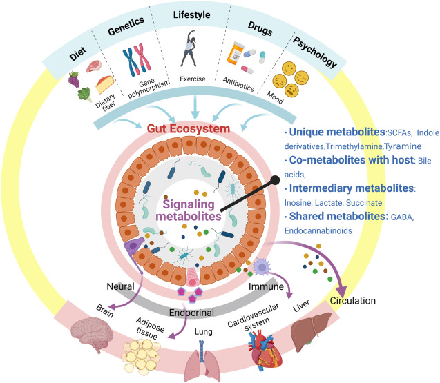 jfcryan's tweet photo. Emerging targetome and signalome landscape of gut microbial metabolites - New in @Cell_Metabolism  https://t.co/kXDe52uivz https://t.co/F9Y6EhpTg7