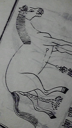 馬 