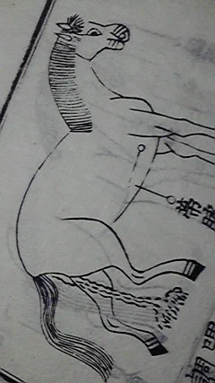 馬 