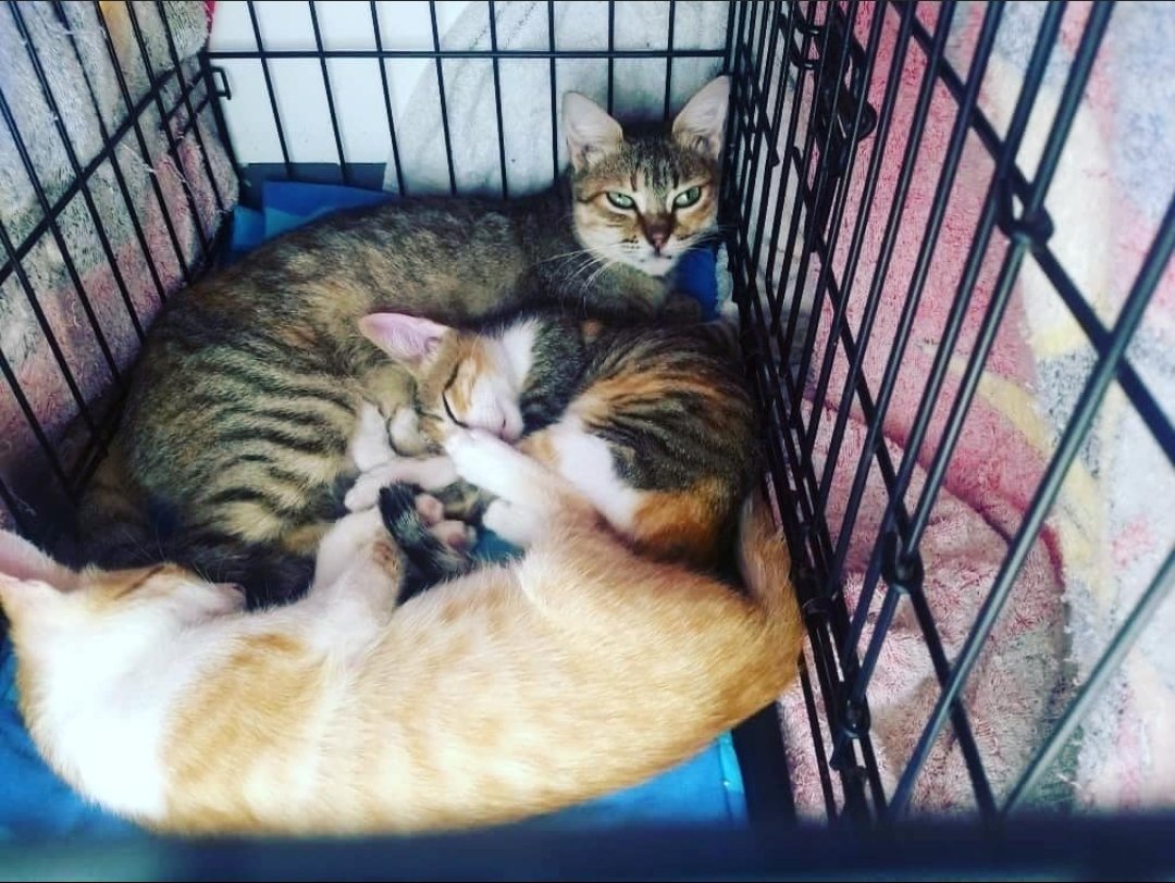 About us? A: A great group of young people in charge of this great foundation Mission: R: care, protect, feed and make a home for our little ones Vision: A: Grow and be able to reach many places in the world.

Please Follow me