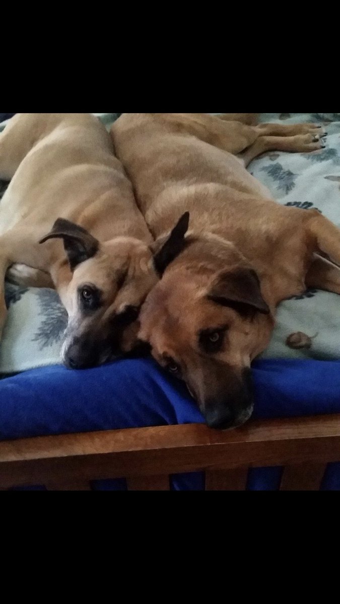 VikingRog 🆘🆘 tweet media