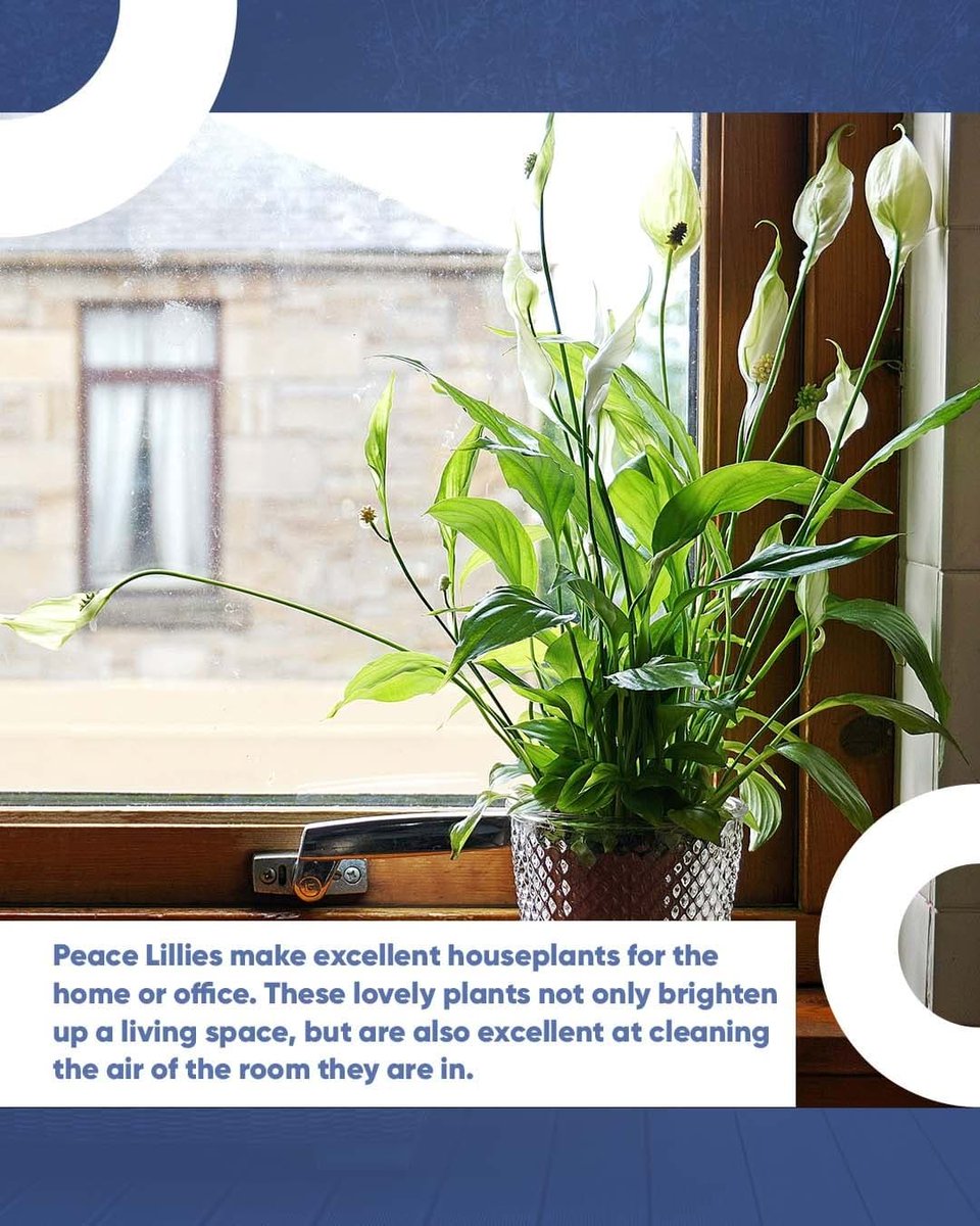 QL_Properties's tweet photo. Plants are a great way of neutralising a busy space or filling an empty void - not to mention offering amazing air purifying qualities to help you and your loved ones breath.

#QLP #QLProperties #QLPHomeEnhancements #indoorPlants #AirPurifyingPlants #Greenery #CleanAir https://t.co/5I36TbOo3i