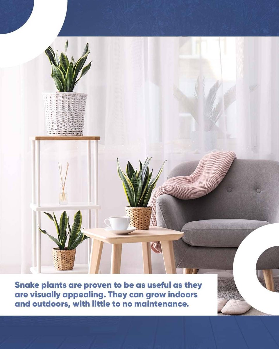 QL_Properties's tweet photo. Plants are a great way of neutralising a busy space or filling an empty void - not to mention offering amazing air purifying qualities to help you and your loved ones breath.

#QLP #QLProperties #QLPHomeEnhancements #indoorPlants #AirPurifyingPlants #Greenery #CleanAir https://t.co/5I36TbOo3i