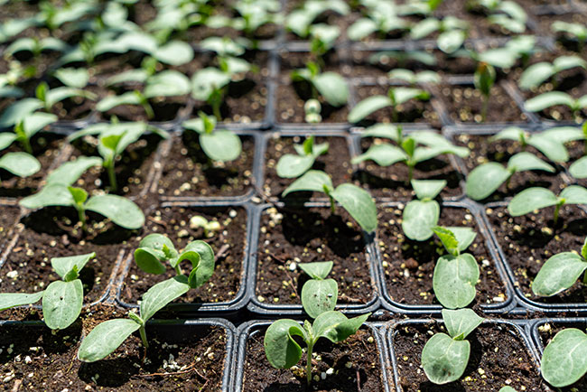 From #supplychain issues and rising #costs, to pricing increases and expansions, here’s how the previous year left off and the new year begins for the #greenhouse sector in Canada. #cdnag #floriculture #2022

greenhousecanada.com/2022-state-of-…