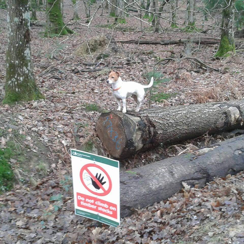 squirrel dog training pen