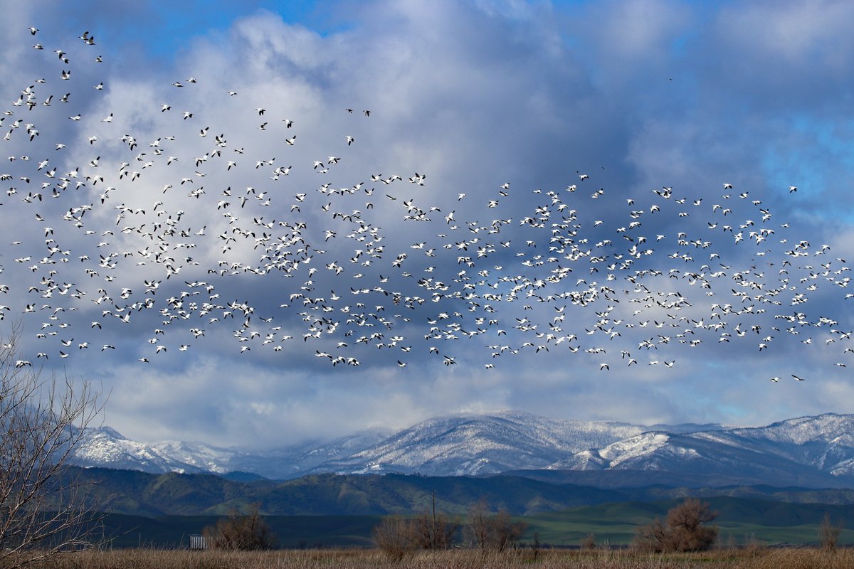 RiceNews's tweet photo. Winter visitors are filling up the #carice fields throughout the #SacValley. Jim Morris photos. #birdwatching https://t.co/9rdQ4FpC5D