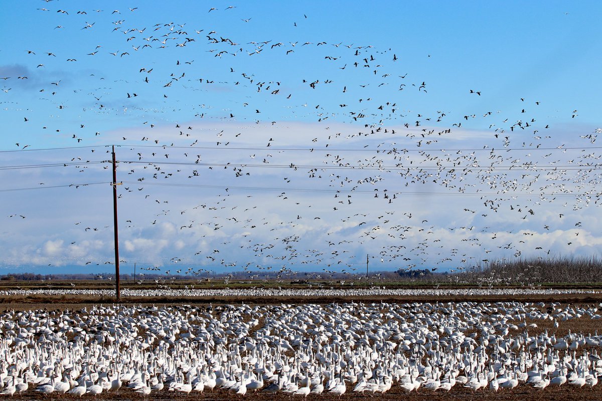 RiceNews's tweet photo. Winter visitors are filling up the #carice fields throughout the #SacValley. Jim Morris photos. #birdwatching https://t.co/9rdQ4FpC5D