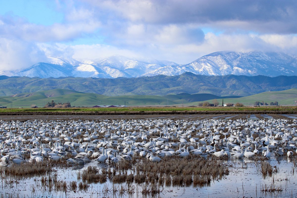 RiceNews's tweet photo. Winter visitors are filling up the #carice fields throughout the #SacValley. Jim Morris photos. #birdwatching https://t.co/9rdQ4FpC5D