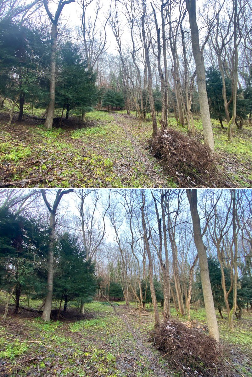GuillaumeFeldm1's tweet image. Before and after pics - this woodland is a SSSI that I manage near #Downe, #Bromley

It used to be coppiced and still has remnant grassland species but has become heavily shaded.  The idea is to gradually cut down trees to open the ground to sunlight and increase biodiversity