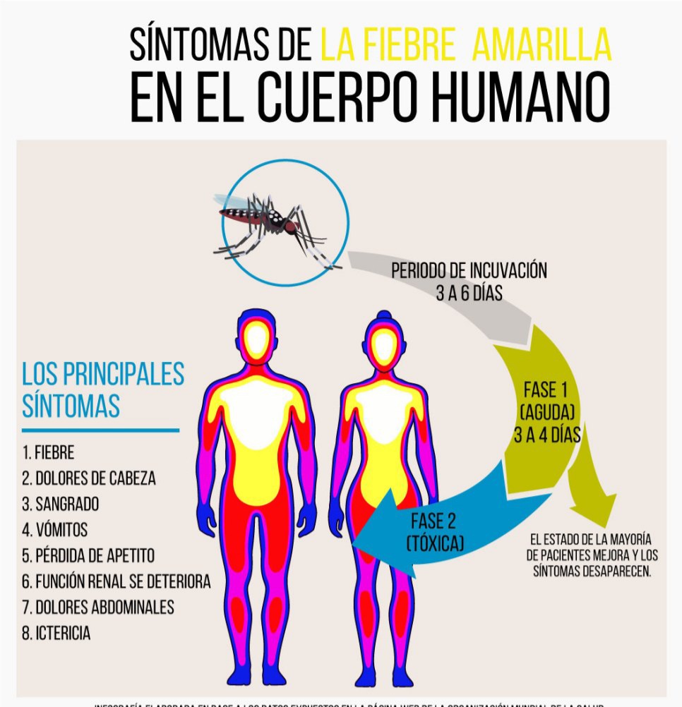NMABarinas's tweet photo. #04Ener.  Fiebre Amarilla Infección viral que se propaga por una especie determinada de mosquito. se propaga mediante una especie de mosquito común en ciertas áreas de África y América del Sur.
#DigesaludFANBCuidaTuSalud https://t.co/qL9Li3PjuM