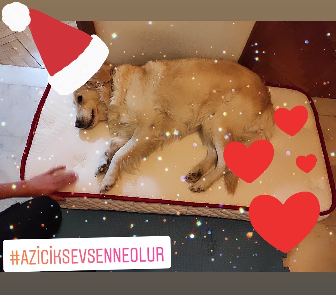 Eğer cennette köpekler yoksa öldüğümde onların olduğu yere gitmek istiyorum.
Will Rogers
#azıcıksevsenneolur  🥰🐶🥰