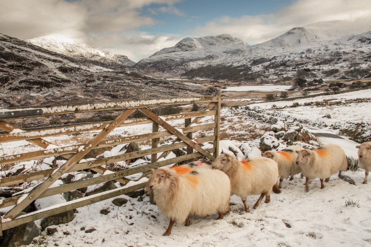 Ecco perché l’Agnello Gallese non ha bisogno di molte presentazioni. L'ingrediente più importante del suo successo è proprio l'eccezionale natura gallese.
Le montagne, le valli, il mare permettono agli agnelli di crescere in un ambiente sano e pulito. #agnellogallese #grassfed