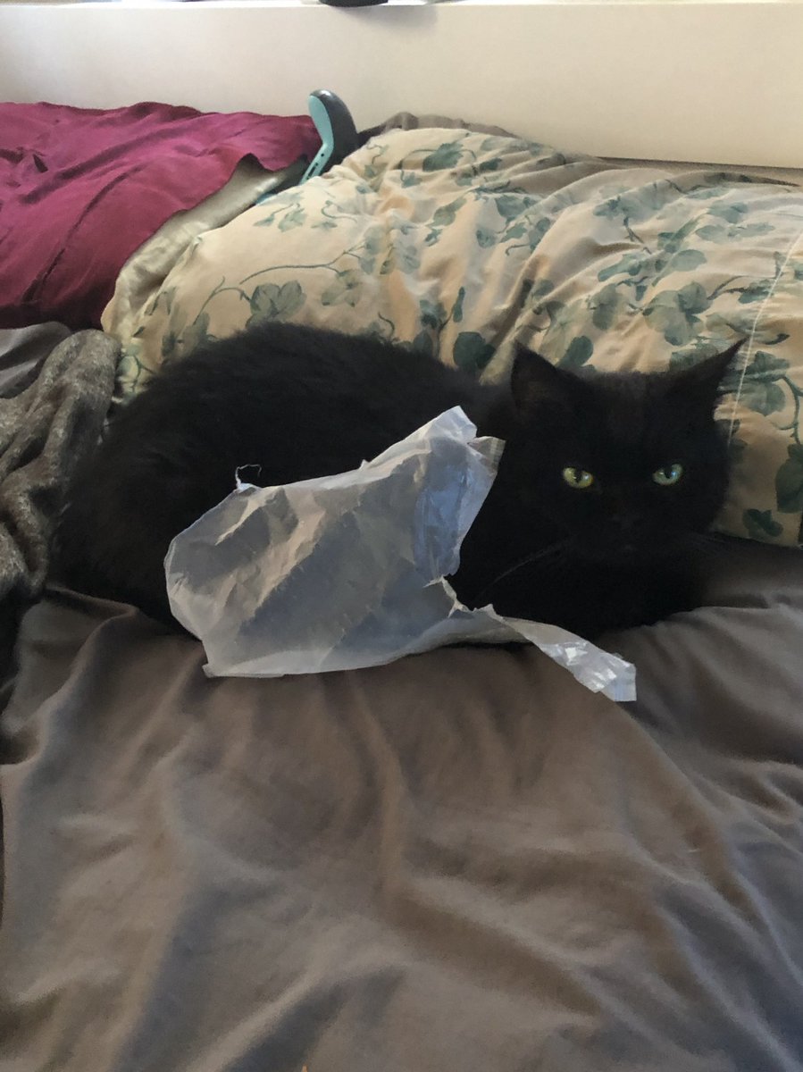 ColtonCazier's tweet photo. Had to say goodby to my beautiful little guy, Bubba, today. He was the sweetest and cutest dude ever. Rest In Peace buddy, I love you so much. https://t.co/LY5GvJ47k0
