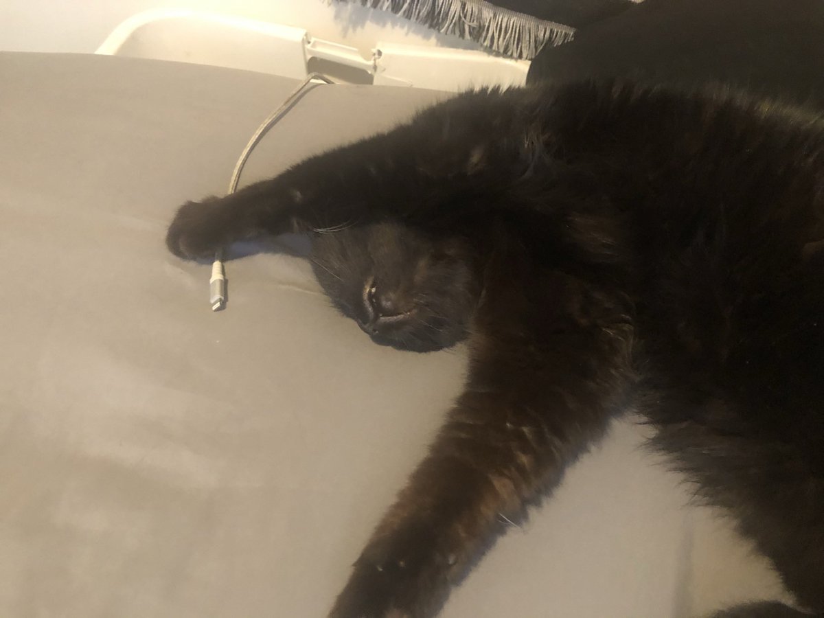 ColtonCazier's tweet photo. Had to say goodby to my beautiful little guy, Bubba, today. He was the sweetest and cutest dude ever. Rest In Peace buddy, I love you so much. https://t.co/LY5GvJ47k0