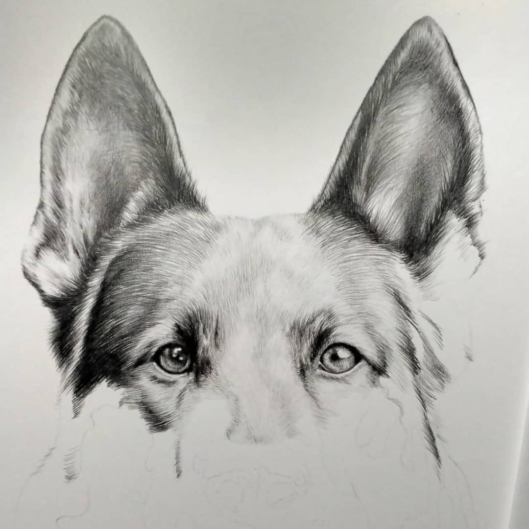 So beautiful. Looking forward to seeing K9 Diesel complete and giving this to his family. I have no doubt it’ll bring them some comfort and healing. You’re talent and gift knows no bounds, <a href="/Raine_draws/">Raine✏ COMMISSIONS CLOSED</a>. 🤍🤍🤍