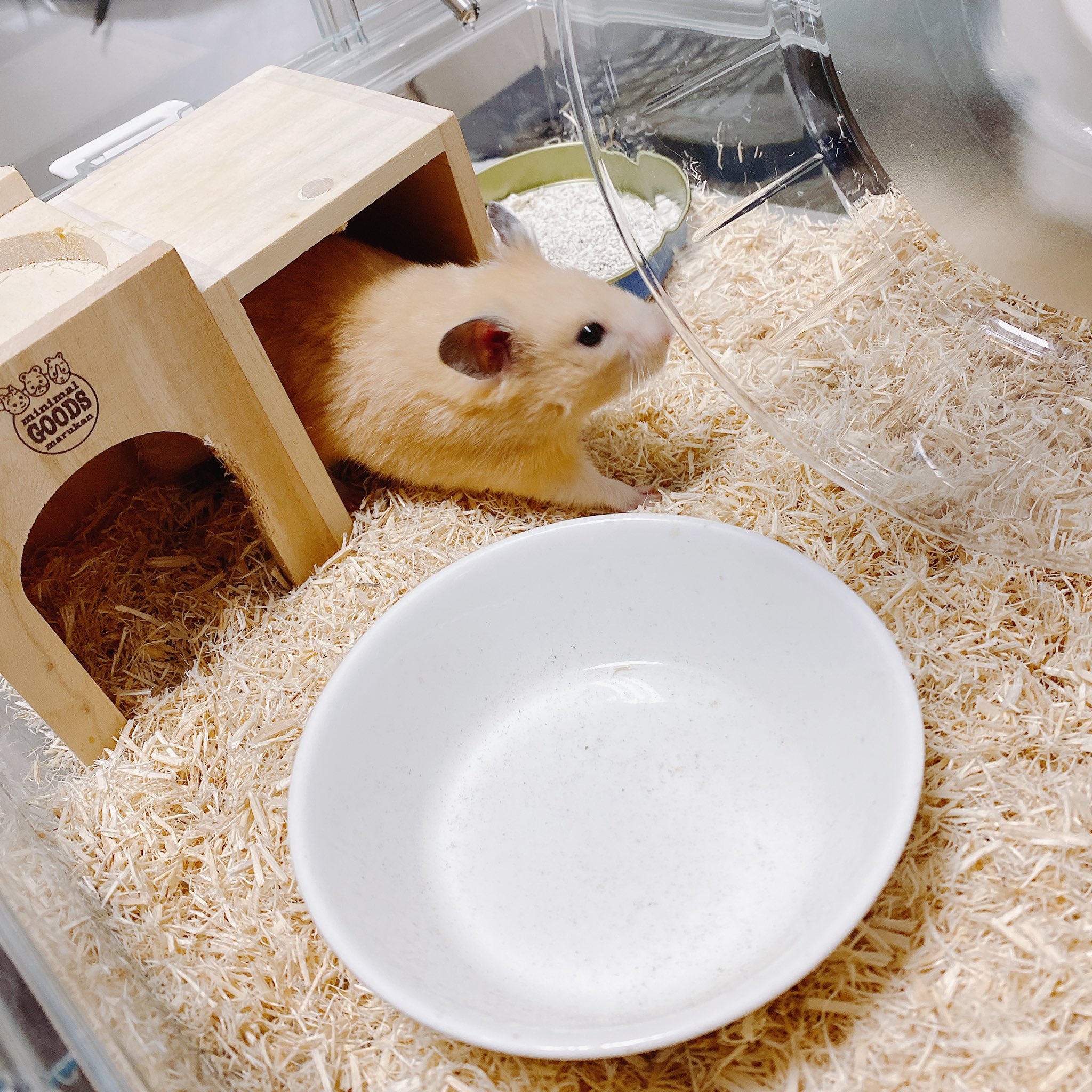 もちかえる カエル カメ飼育垢 Mochi F7626 Twitter