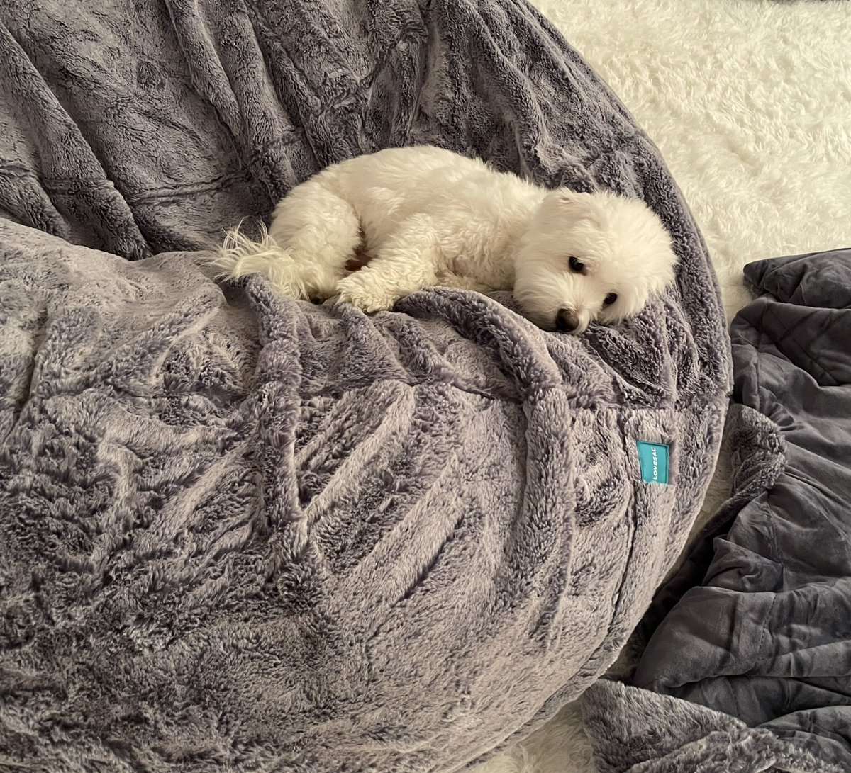 VitalikButerin My dog is the best Abe