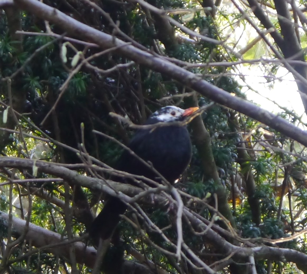 rvwilbourn's tweet photo. Leucistic male blackbird @ Balgay Park. Saw our local nuthatches too! #LocalBigYear #BirdsSeenIn2022 https://t.co/872dsA86IF