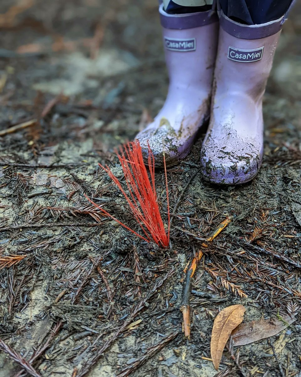 H_Woot's tweet photo. @KQEDForum Are these fungi? I saw them on a recent very wet hike in Redwood Regional Park and none of my Google searching led to any results. https://t.co/ALbEOG16qc