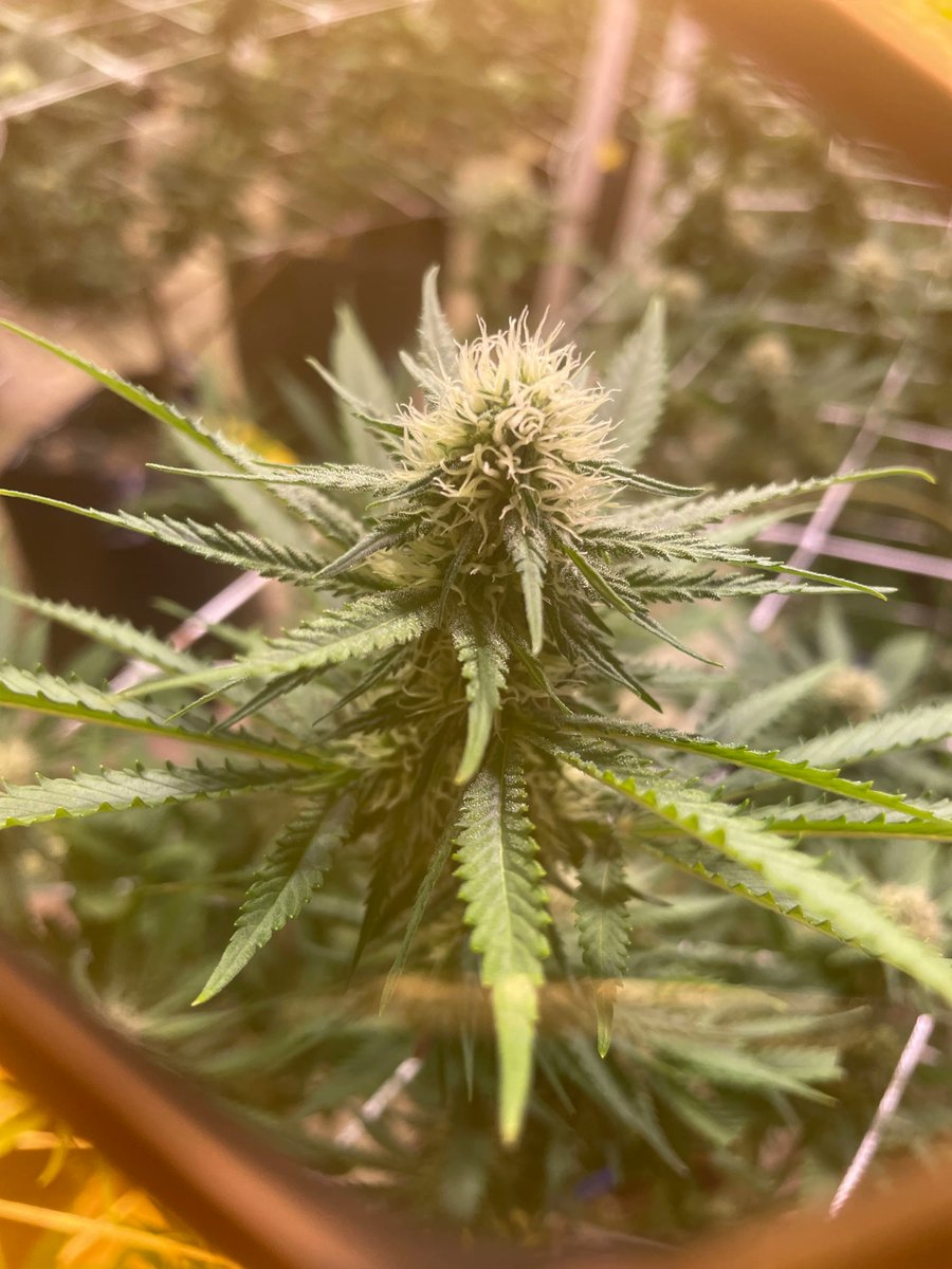 NaturaleafCOS's tweet photo. #Icecreamcake, an Indica strain, that offers sedating effects that leave your mind and body completely relaxed. This strain is reported by patients and consumers to have calming effects that help with pain,sleep,&amp;anxiety #MMJ #TerpTuesday #COS #medicalmarijuana #CannabisCommunity https://t.co/Xi21Qqpjvq