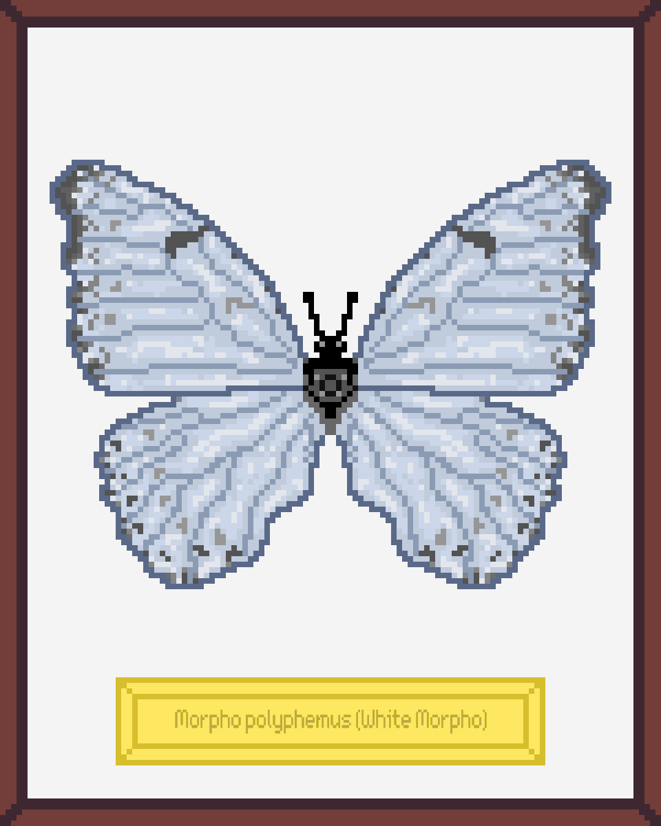 ButterfliesNFTs's tweet photo. Collecting NFT butterflies is what anyone can afford  without harming nature 🦋🦋🦋 500 handcrafted  #NFT real butterflies created in collaboration with @bit_colors

https://t.co/NhtOihWmar

List of items in Discord https://t.co/FKY2xkgy3y

#NFTs #NFTCommunity #nftcollector https://t.co/PEOV2xa9sN