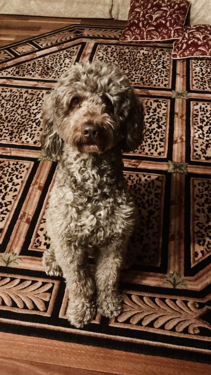 RmNotorious's tweet photo. Diego , 14 years and you still had all the energy in the world. 14 years and you were always there for me through the best and the worst times. Everyday at 10pm you would start barking and I know it would be time to take you out. Somehow you always knew. https://t.co/pR6UkQM5gi