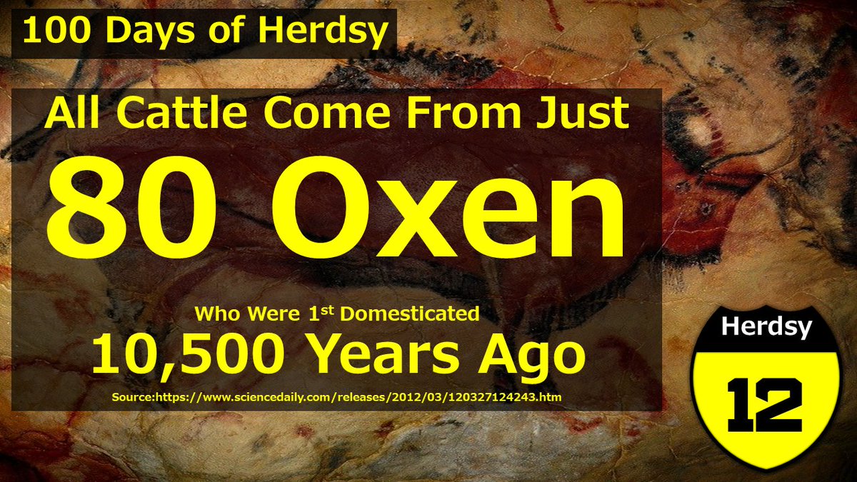 HerdsyHQ's tweet photo. Since its a New Year, I thought we would start at the very beginning! All Cattle are descended from just 80 Oxen! Who were domesticated over 10,500 Years ago!! #happymooyear #100daysofherdsy https://t.co/lSfQmTWcOt