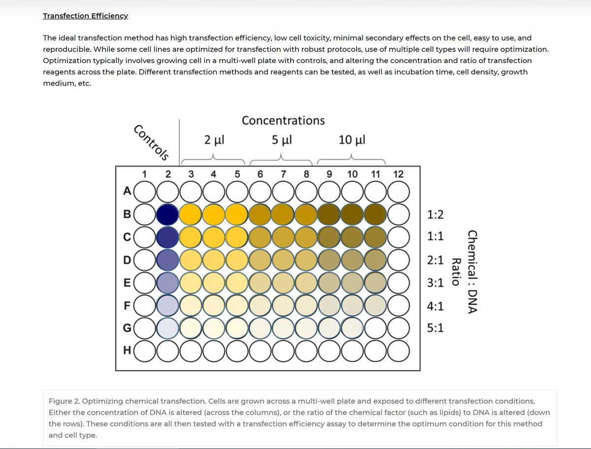 AraceliBio's tweet photo. A successful #transfection is every #cellbiologist's dream. Check out our new article to learn about quantitative methods to determine transfection efficiency. Follow us for more!
https://t.co/x7xih4UdA3
#drugdiscovery #drugdevelopment #cellassay #DNA https://t.co/2woStLp43f