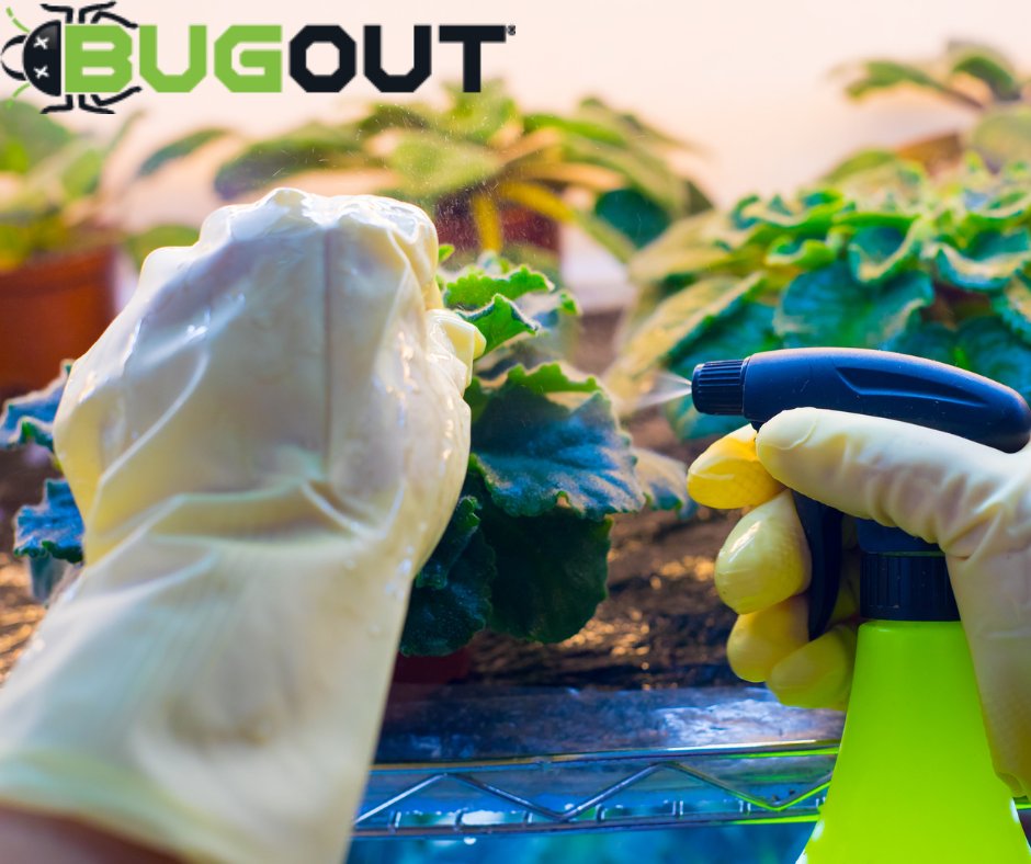 BugOut_Service's tweet image. Pest Management: A New Approach to an Age-Old Challenge. Read More Below:

Need Pest Management Services? Visit bugoutservice.com NOW!

Article: 
southeastagnet.com/2022/01/03/pes…