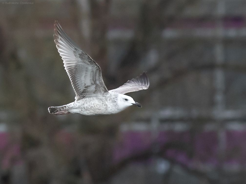 A smart Caspian Gull and two Scaup are highlight of December roundup for @E17Wetlands on walthamstowbirders.blogspot.com End of year with 143 species seen. Thanks as ever to @Chris_Farthing @samuel_ei_jones @IvorHewstone @OwlTurbot @rudraksh9 and AMP for great pics #londonbirds