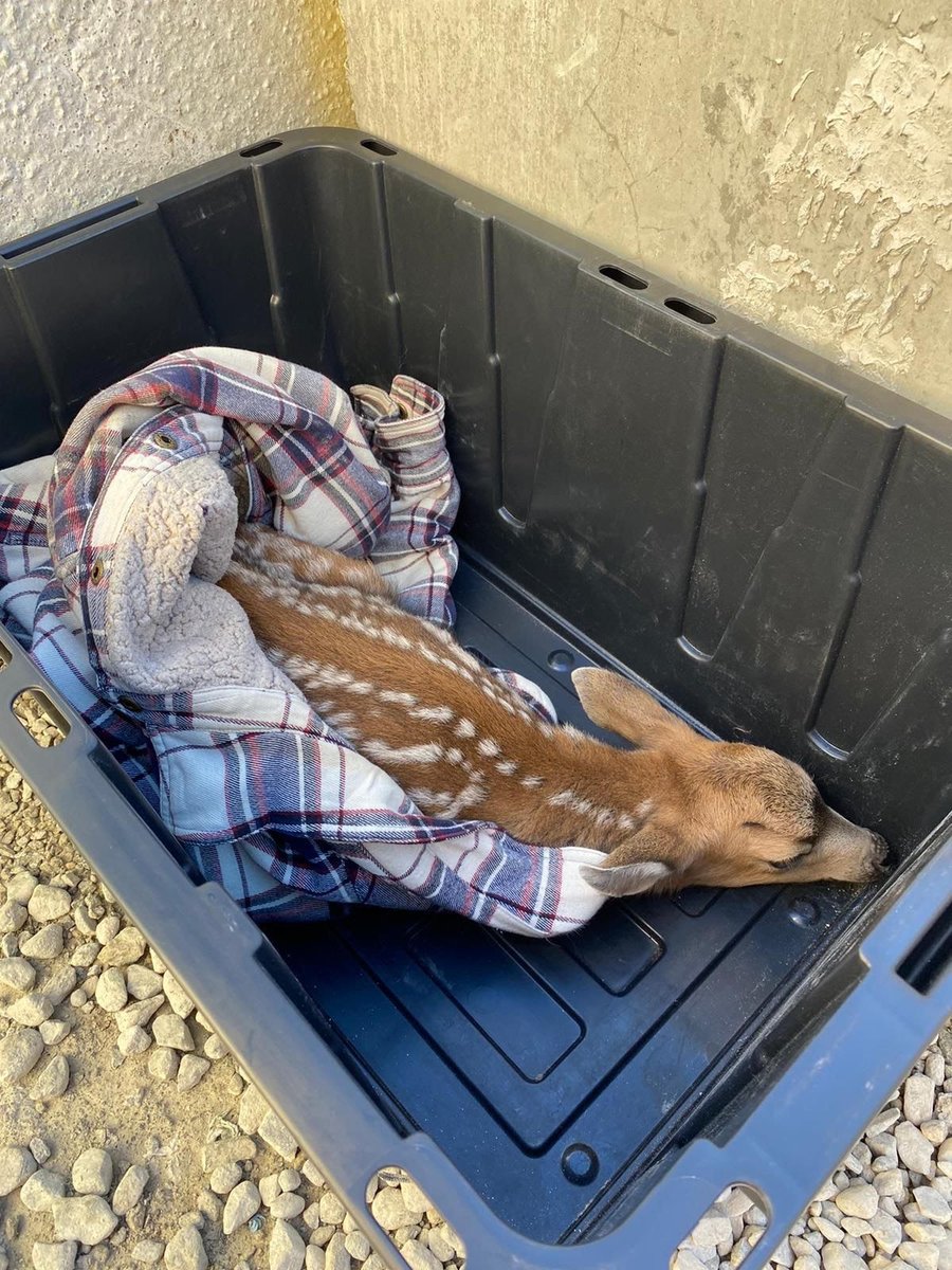 Lafarge_Canada's tweet photo. This past summer during a heatwave our team found a deer at one of our plants in BC. Thank you to those involved for jumping in to get the deer some care! π
#BuildersofProgress #BuildForAll #wildlife #deerrescue https://t.co/uFNQMSORuY