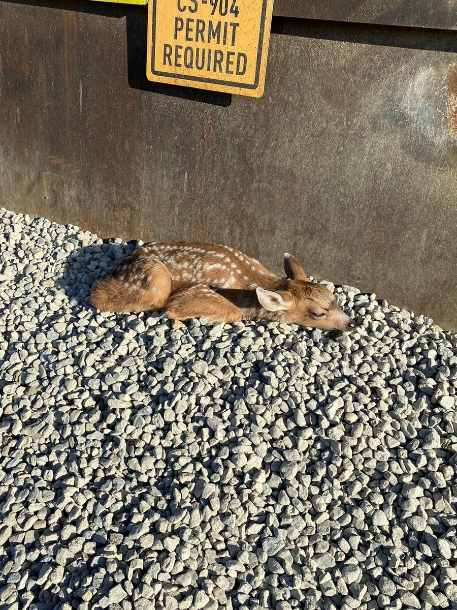 Lafarge_Canada's tweet photo. This past summer during a heatwave our team found a deer at one of our plants in BC. Thank you to those involved for jumping in to get the deer some care! π
#BuildersofProgress #BuildForAll #wildlife #deerrescue https://t.co/uFNQMSORuY