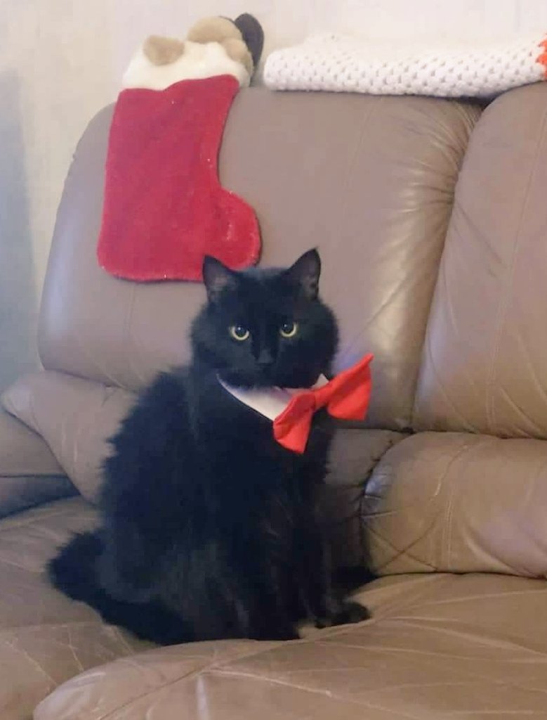georgecat61's tweet photo. Am I cute enuff tae get 4 millyons follyers? https://t.co/VM34to7YhM